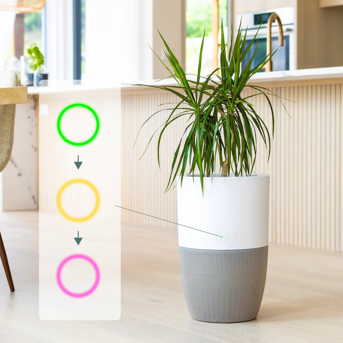 Dupray Bloom lichtsignaal auto-detect